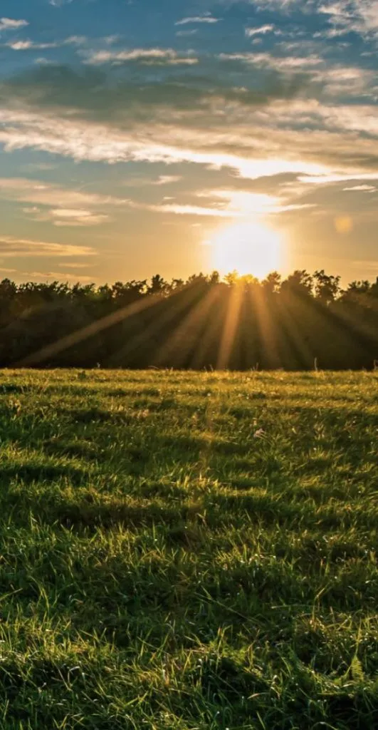 Sunrise over a meadow — light breaking across a field of grass
