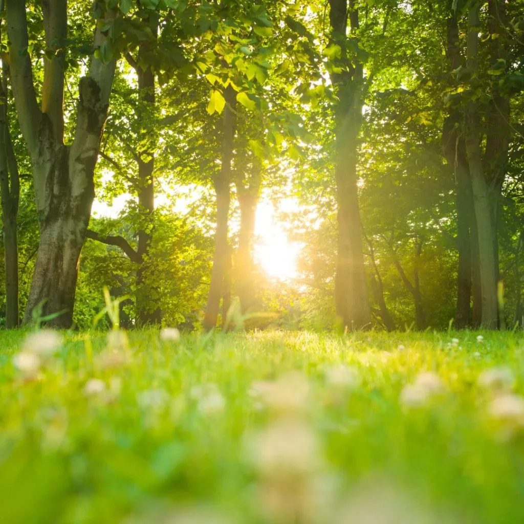 A quiet woodland path through soft green light — space to pause and understand